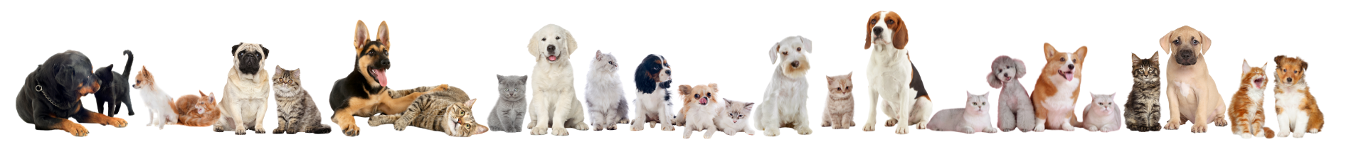 Untitled design (18) Untitled design (18)